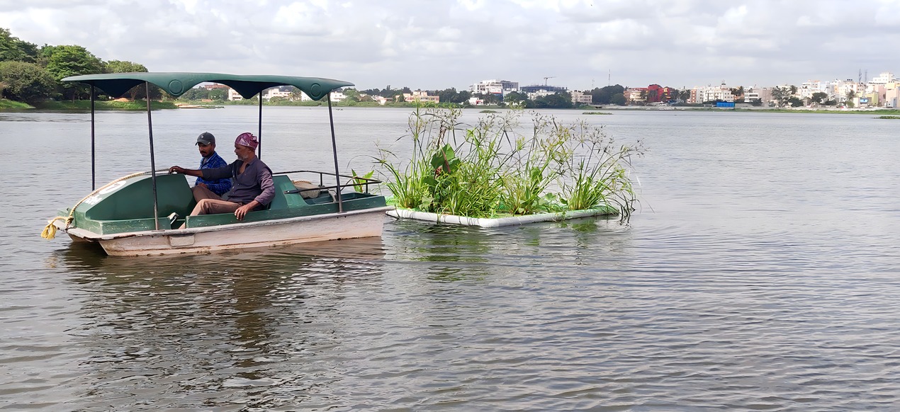 Installation of floating islands, which are artificial platforms for aquatic plants to grow, absorb nutrients and purify surface water.