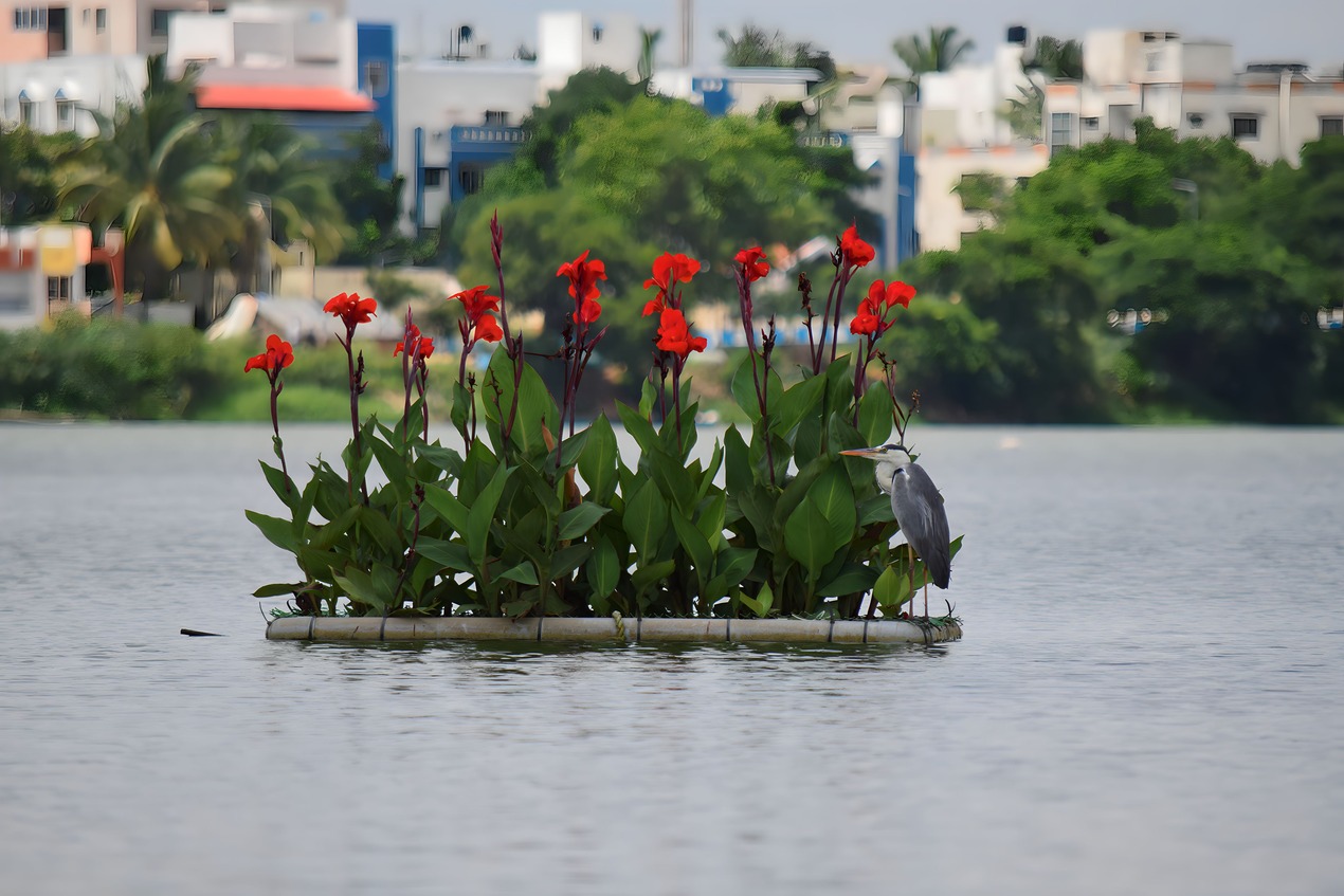 Floating islands become a thriving habitat for birds, insects, fish, and microbes. A bird perches on the floater, Madiwala.
